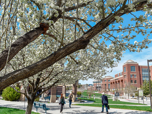 Three people walk on a path near blooming cherry trees in front of the Fitzgerald Student Services Building on the University of Nevada, Reno campus.